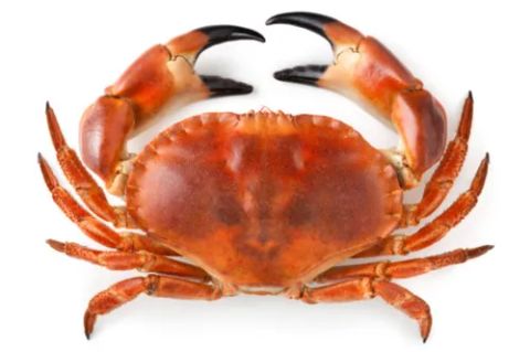 Crabs collection