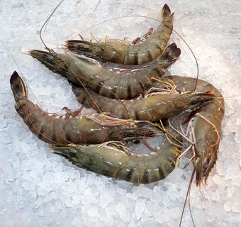 Prawns collection