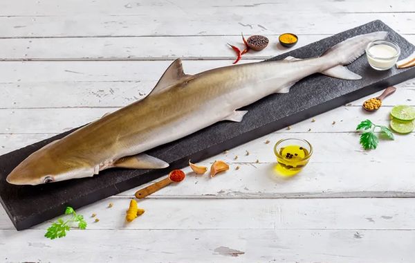 Shark