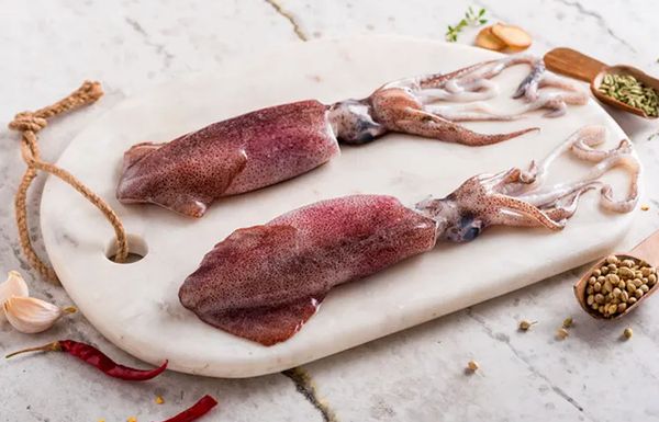 Squid
